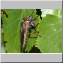 Pamponerus germanicus - Alabasterfliege w08b mit Blatthornkaefer.jpg